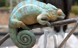 3d chameleon sculpture