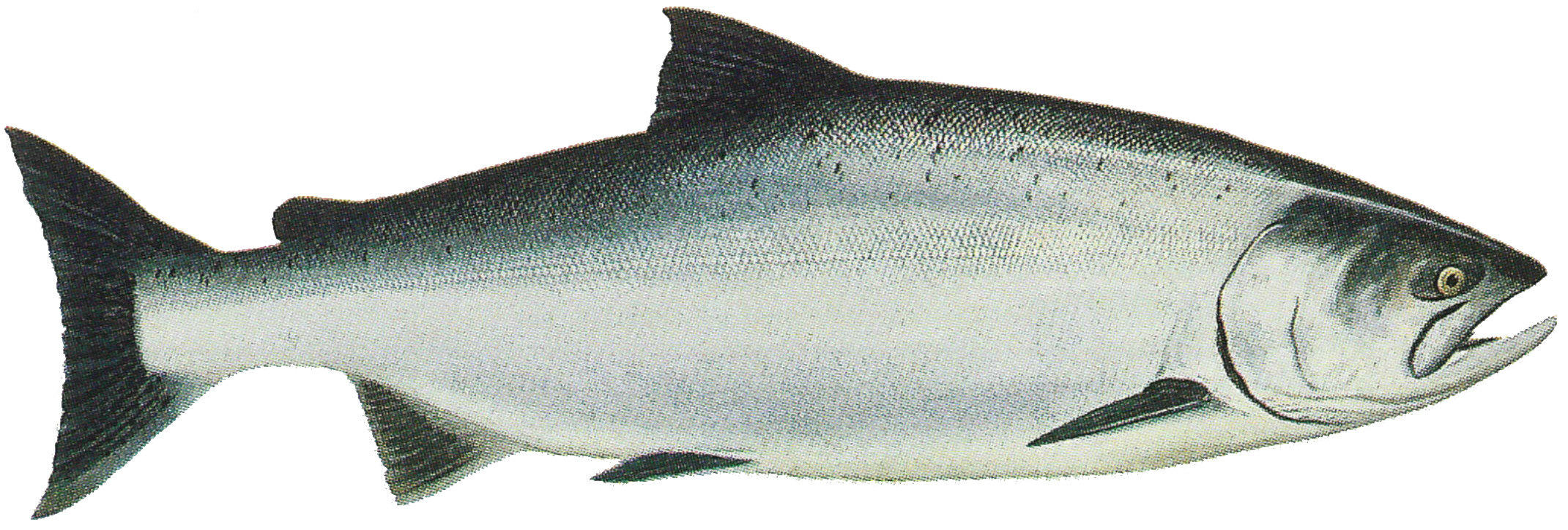 King Salmon