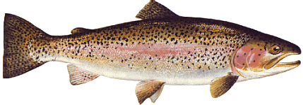 Rainbow Trout