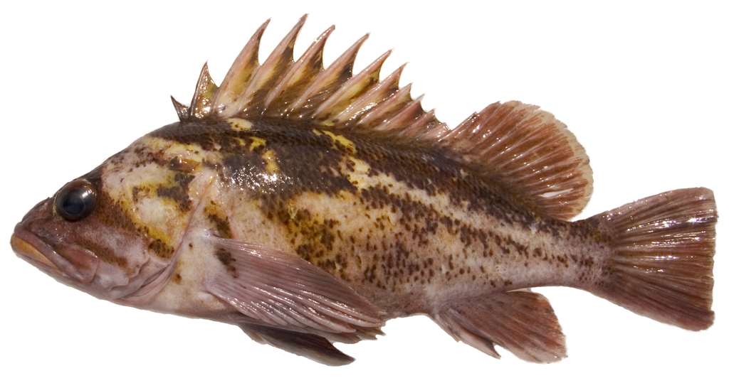 Rockfish